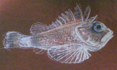 a coloured pencil sketch of the Gurnard Perch fish