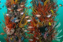 underwater photographs of schools of fish from under the jetty in geographe bay western australia