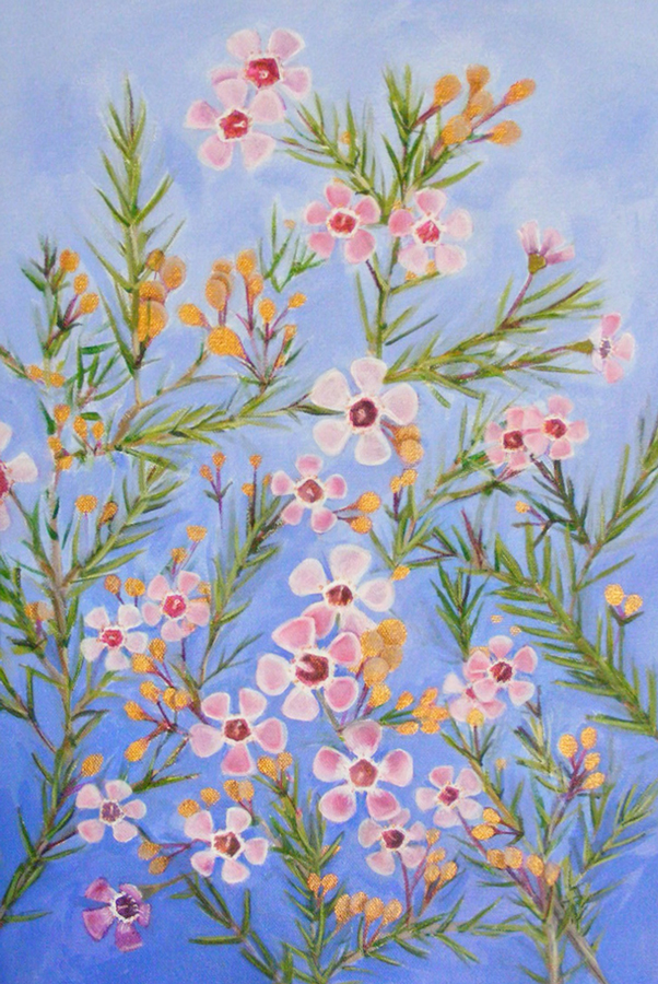 A painting of a western Australian Wildflower called Geraldton Wax. A pink five petaled flowering shrub with go