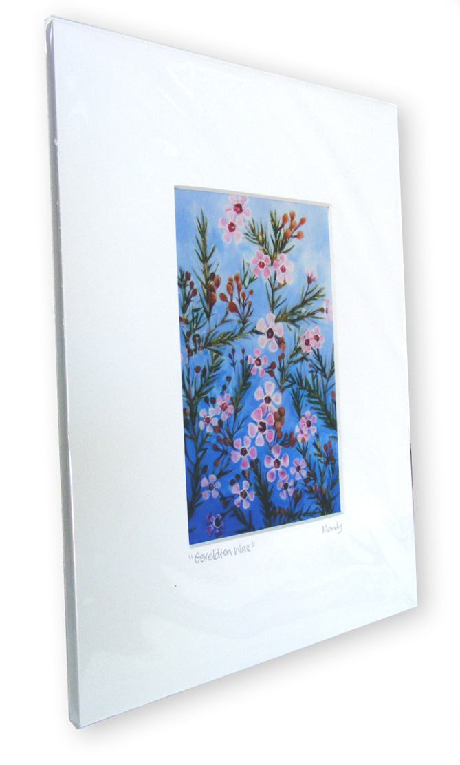 A painting of a western Australian Wildflower called Geraldton Wax. A pink five petaled flowering shrub with go