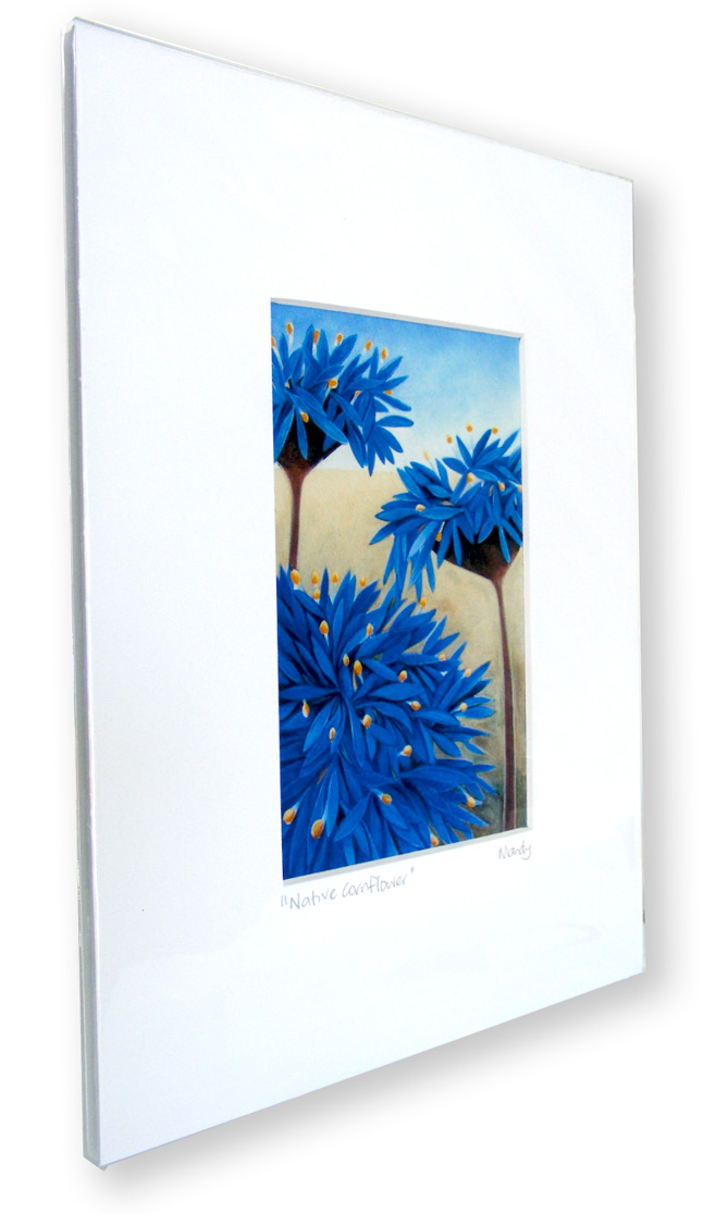 A framed print of a vibrant blue wildflower painting from Western Australia called the Native Cornflower