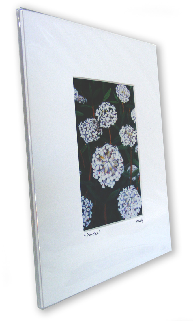 a picture of the pimelea print