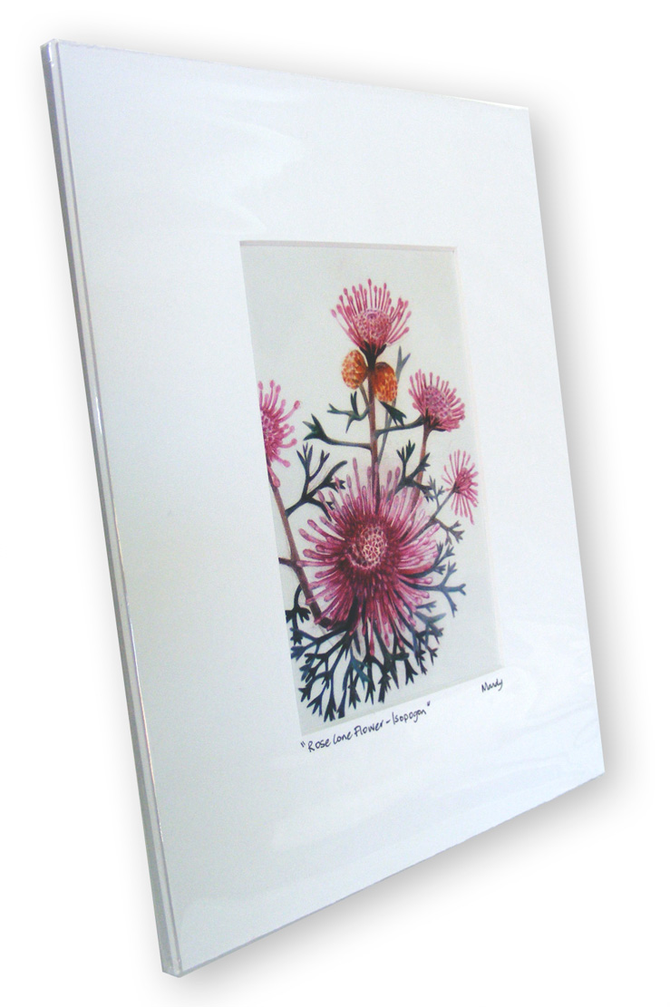 A drawing of a spectacular pink pronged wildflower spiraling in a cone shaped display called a Rose Cone Flower